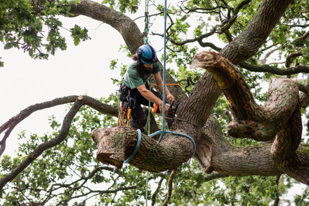 Professional Tree Removal Services in Royal City, WA